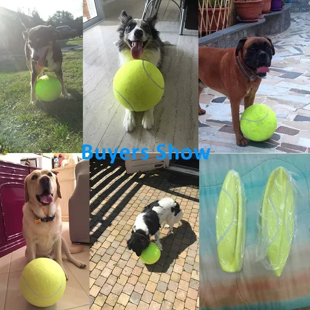 pet tennis ball