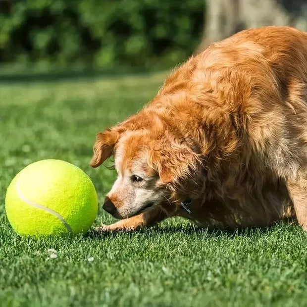 pet tennis ball